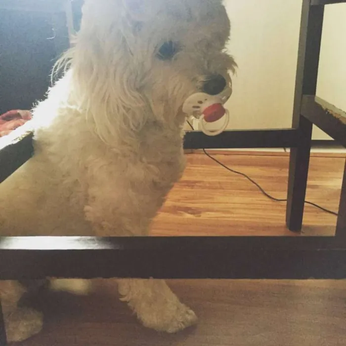 Cachorro ra a Poodle idade 3 anos nome Bella