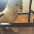 Bella