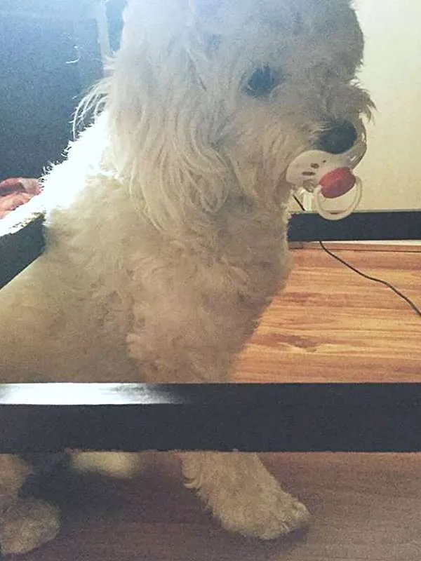 Cachorro ra a Poodle idade 3 anos nome Bella