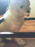 Bella
