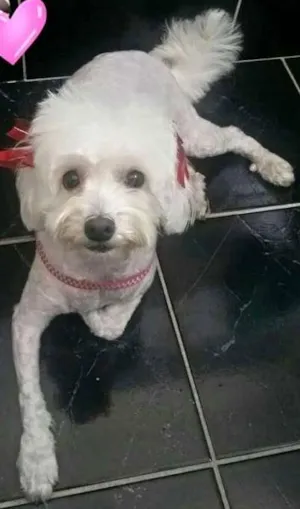 Cachorro raça Poodle idade 3 anos nome Bella