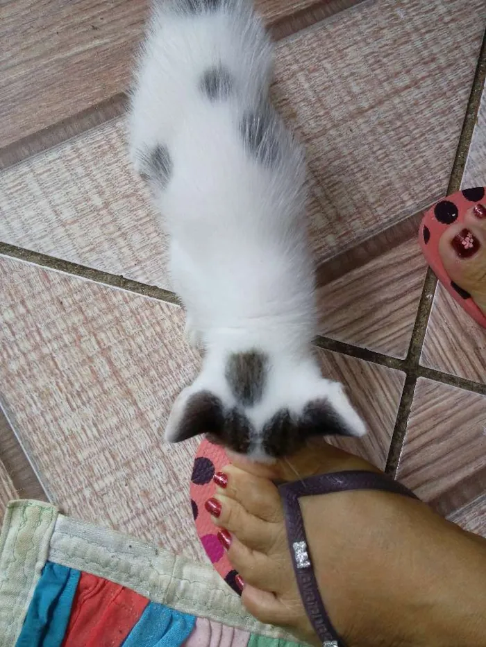 Gato ra a mistura de raca idade Abaixo de 2 meses nome nao tem nome