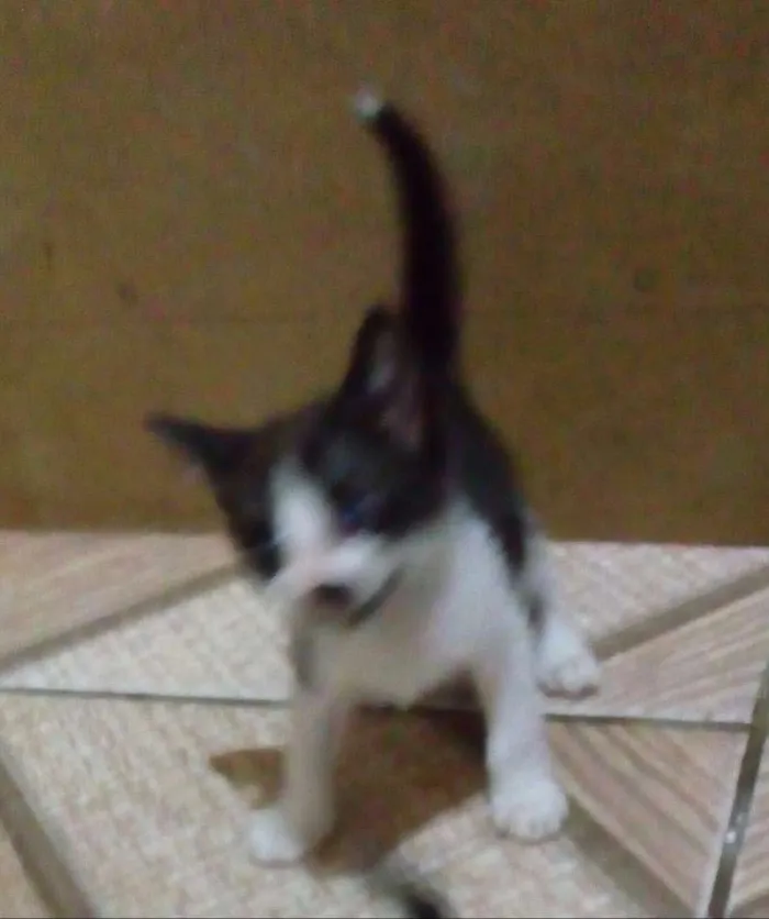 Gato ra a mistura com siames idade  nome pretinha