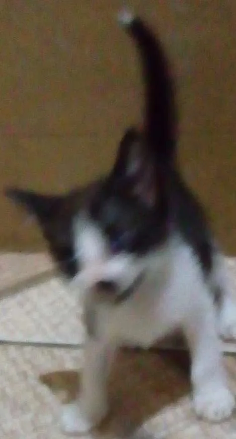 Gato ra a mistura com siames idade  nome pretinha