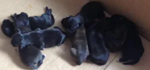 Cachorro raça Labrador com golden idade Abaixo de 2 meses nome Goldenla