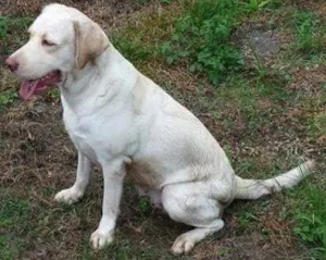 Cachorro raça Labrador idade 6 ou mais anos nome Duda