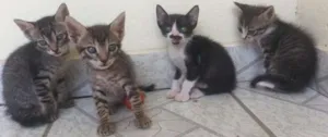 Gato raça  idade Abaixo de 2 meses nome Pretinho, bonitinho