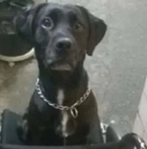 Cachorro raça labrador idade 2 anos nome Guga 