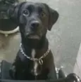 Cachorro raça labrador idade 2 anos nome Guga 