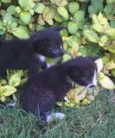 Gatinhos bebês