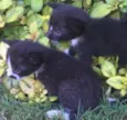 Gatinhos bebês