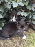 Gatinhos bebês