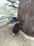 Gatinhos bebês