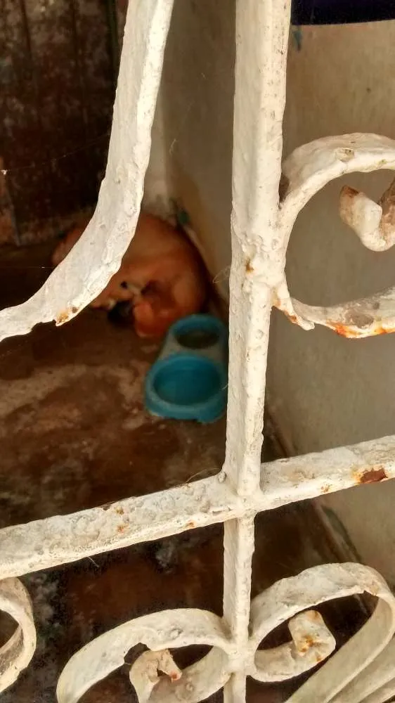 Cachorro ra a vira-lata idade 7 a 11 meses nome belinha