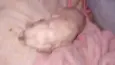 Babu