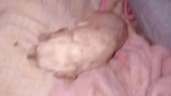 Cachorro ra a SRD idade Abaixo de 2 meses nome Babu