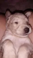 Babu