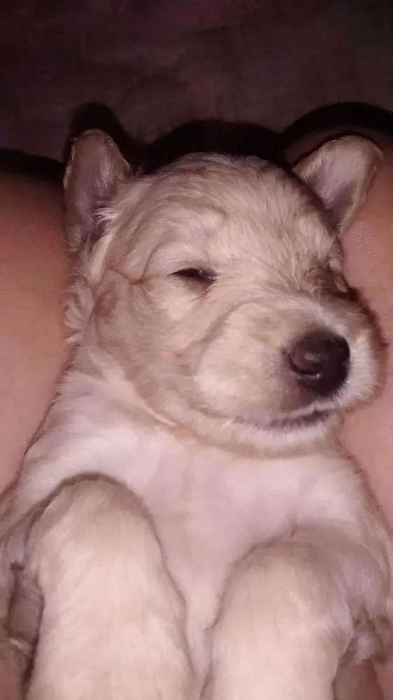 Cachorro ra a SRD idade Abaixo de 2 meses nome Babu