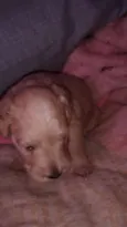 Babu