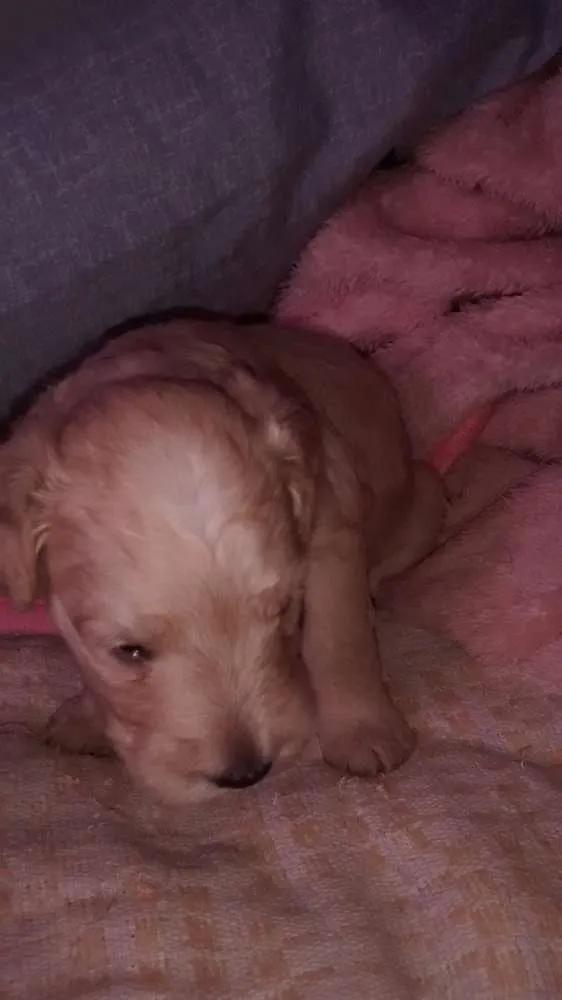 Cachorro ra a SRD idade Abaixo de 2 meses nome Babu