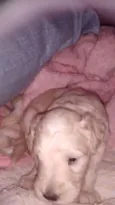 Babu