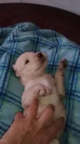 Babu
