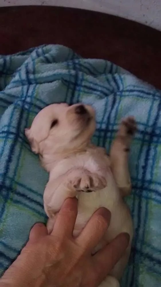 Cachorro ra a SRD idade Abaixo de 2 meses nome Babu