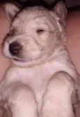 Babu