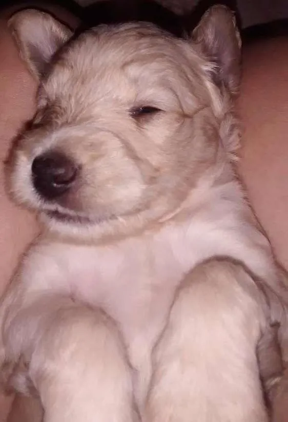 Cachorro ra a SRD idade Abaixo de 2 meses nome Babu