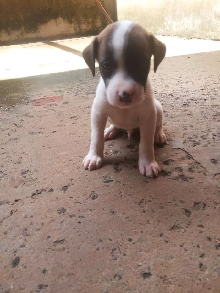 Cachorro ra a vira lata idade Abaixo de 2 meses nome sem nome