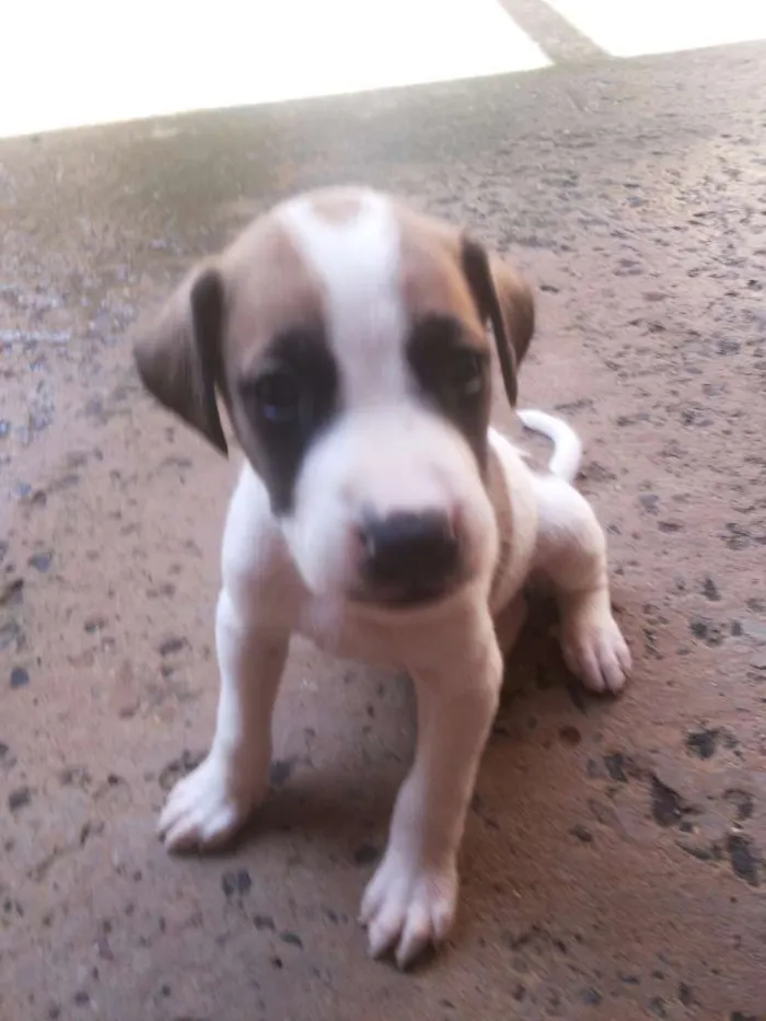 Cachorro ra a vira lata idade Abaixo de 2 meses nome sem nome