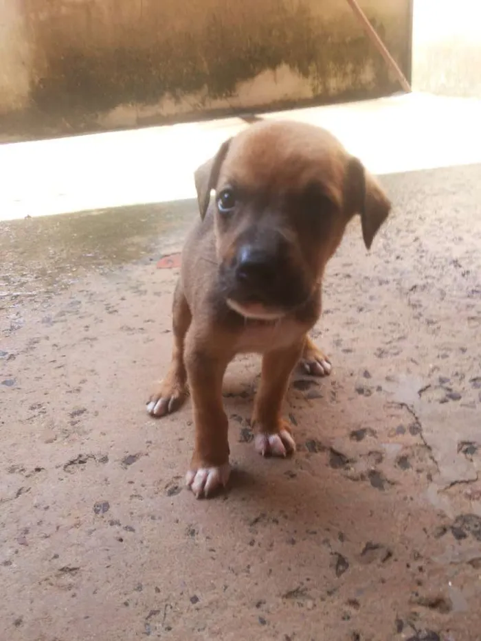 Cachorro ra a vira lata idade Abaixo de 2 meses nome sem nome