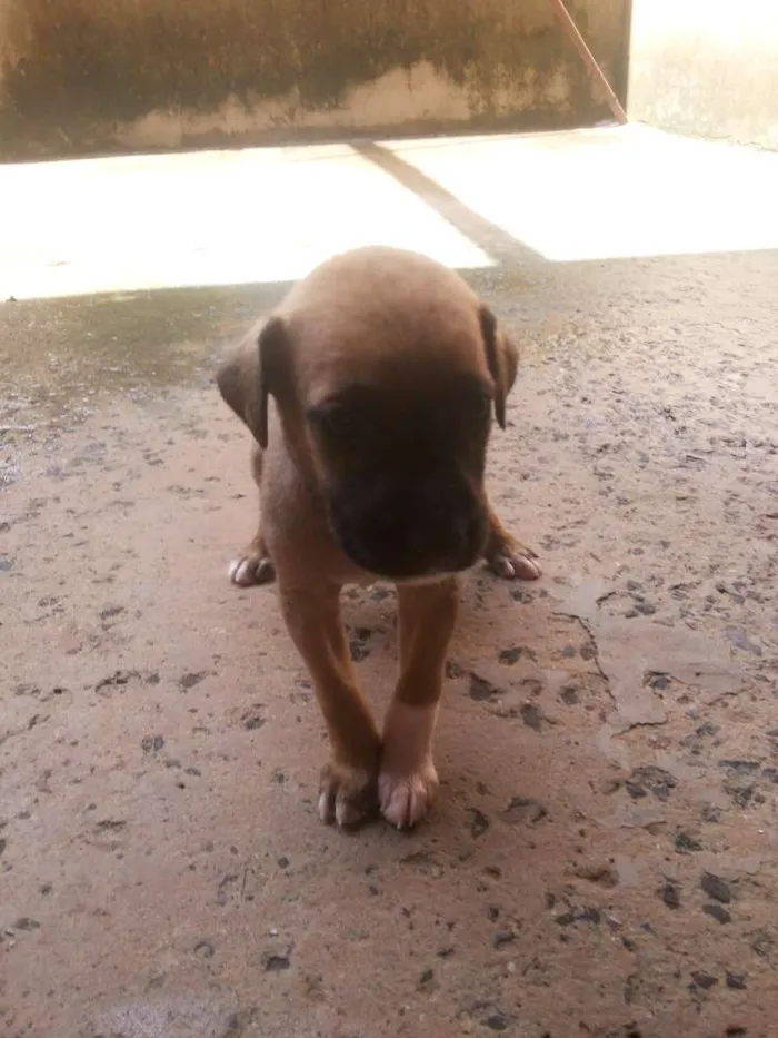 Cachorro ra a vira lata idade Abaixo de 2 meses nome sem nome