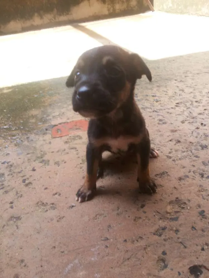 Cachorro ra a vira lata idade Abaixo de 2 meses nome sem nome