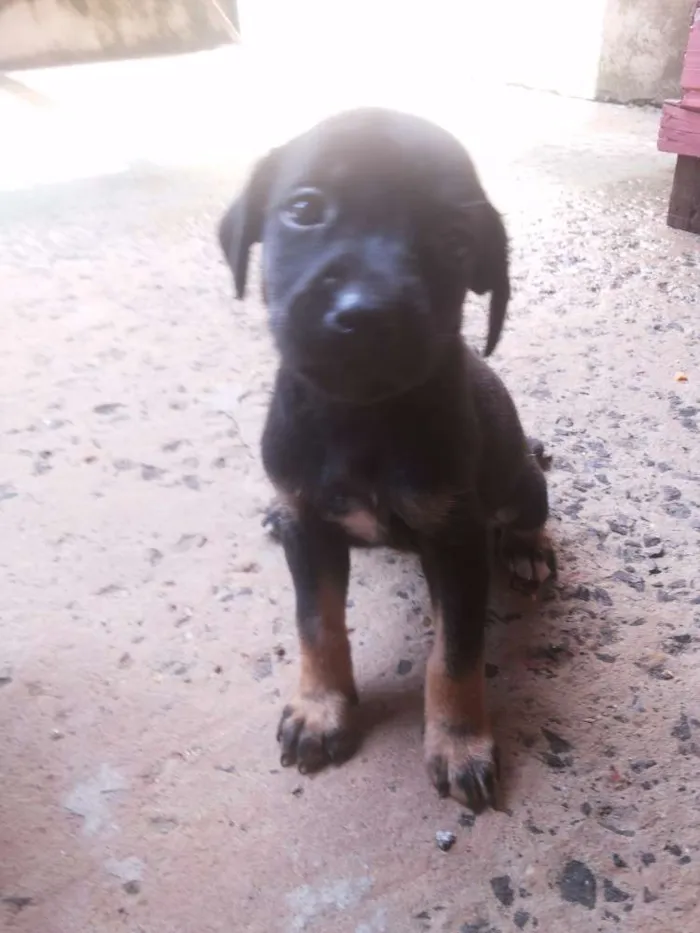 Cachorro ra a vira lata idade Abaixo de 2 meses nome sem nome