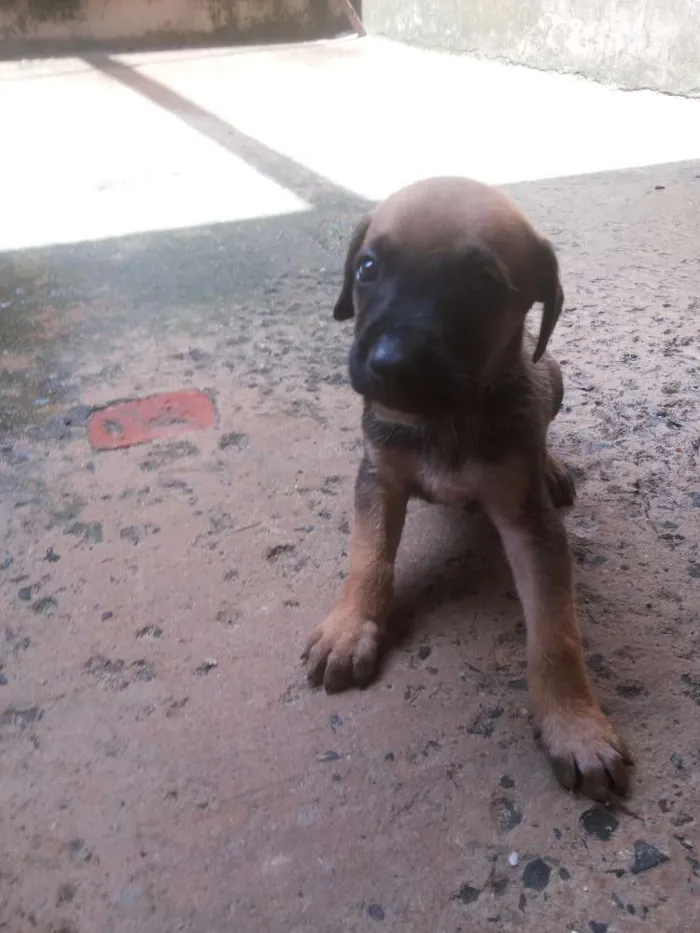 Cachorro ra a vira lata idade Abaixo de 2 meses nome sem nome