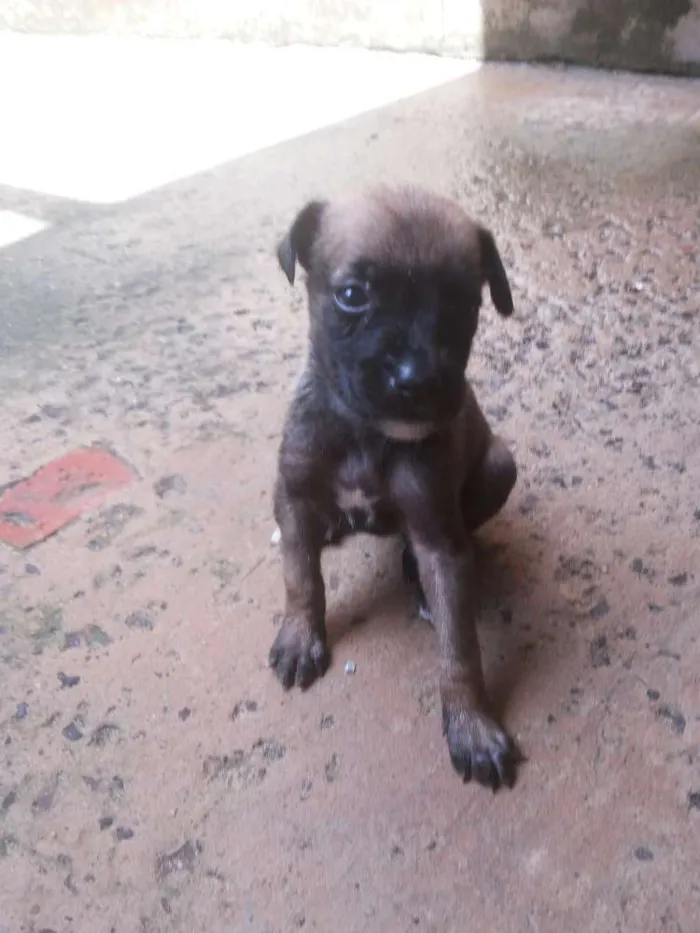 Cachorro ra a vira lata idade Abaixo de 2 meses nome sem nome