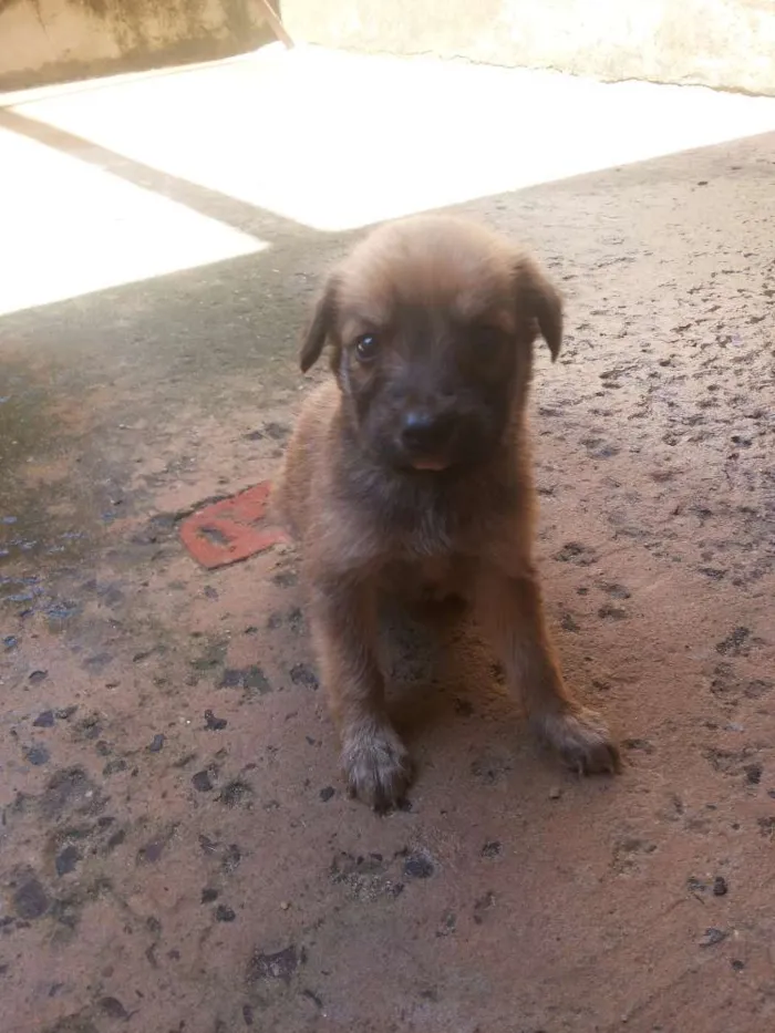 Cachorro ra a vira lata idade Abaixo de 2 meses nome sem nome