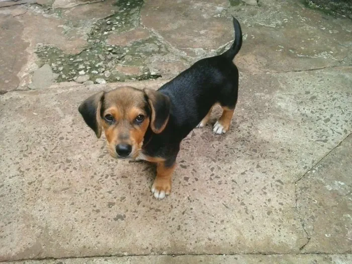 Cachorro ra a SRD idade 2 a 6 meses nome Barão