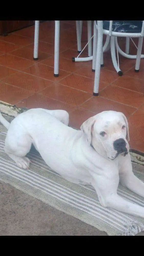 Cachorro ra a Boxer idade 1 ano nome jully