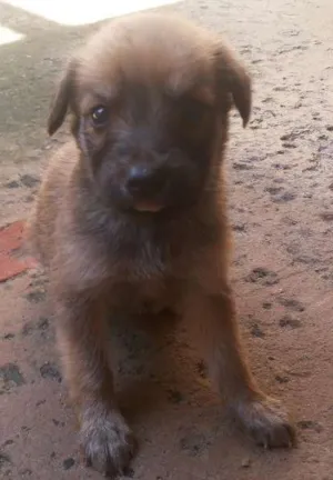 Cachorro raça vira lata idade Abaixo de 2 meses nome sem nome