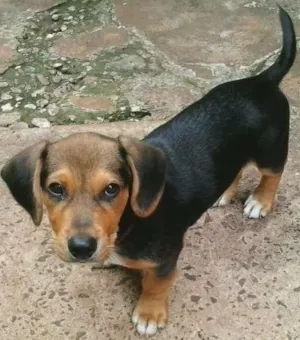 Cachorro raça SRD idade 2 a 6 meses nome Barão