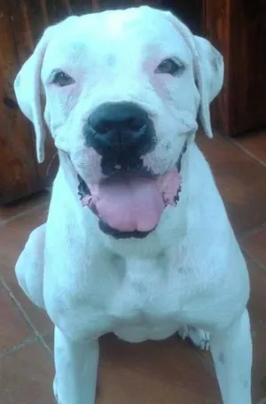 Cachorro raça Boxer idade 1 ano nome jully