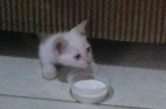 Gato raça SRD idade 2 a 6 meses nome sem nome definido
