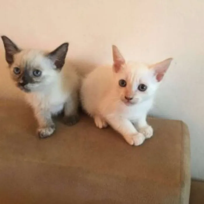 Gato raça SRD idade 2 a 6 meses nome sem nome definido
