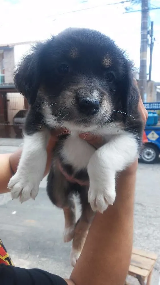 Gato ra a SRD idade Abaixo de 2 meses nome sem nome