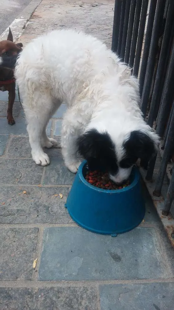 Gato ra a SRD idade Abaixo de 2 meses nome sem nome