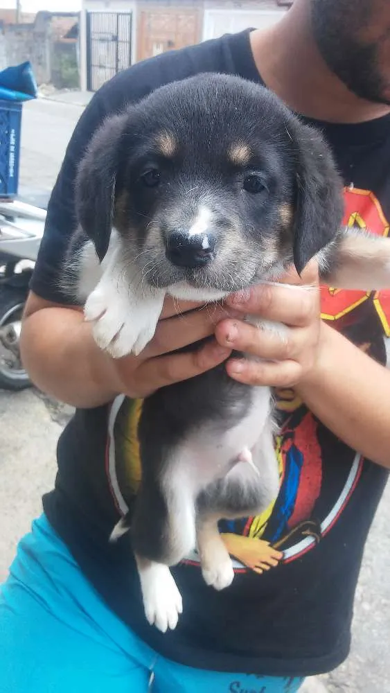 Gato ra a SRD idade Abaixo de 2 meses nome sem nome