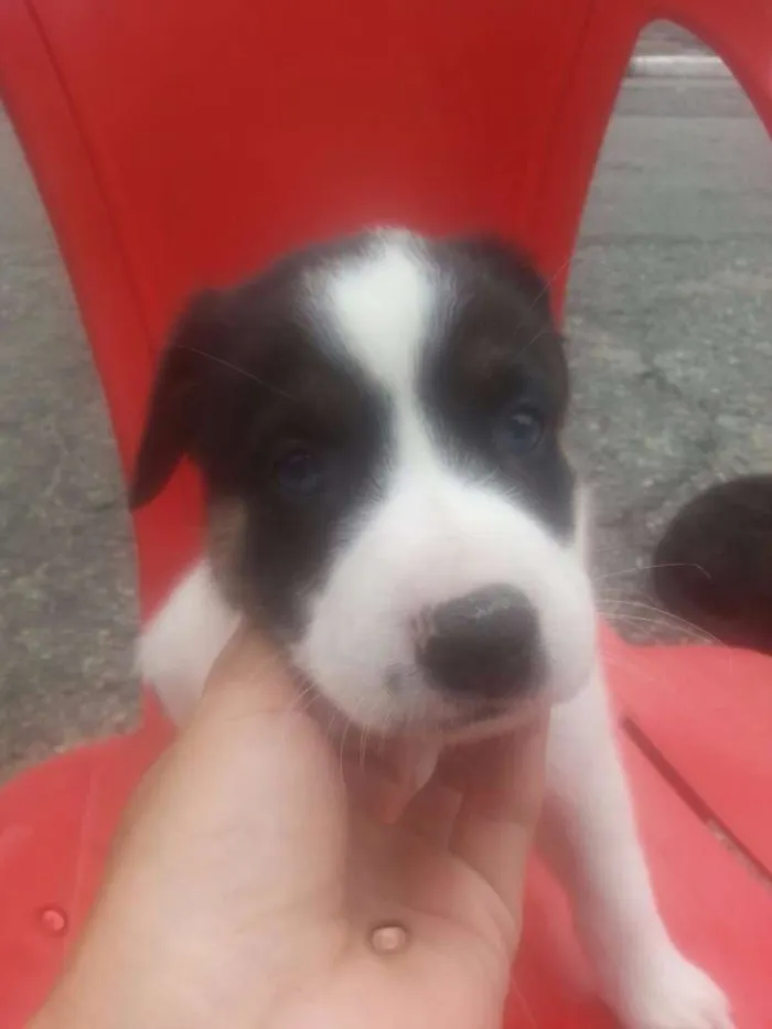 Cachorro ra a SRD idade Abaixo de 2 meses nome sem nome