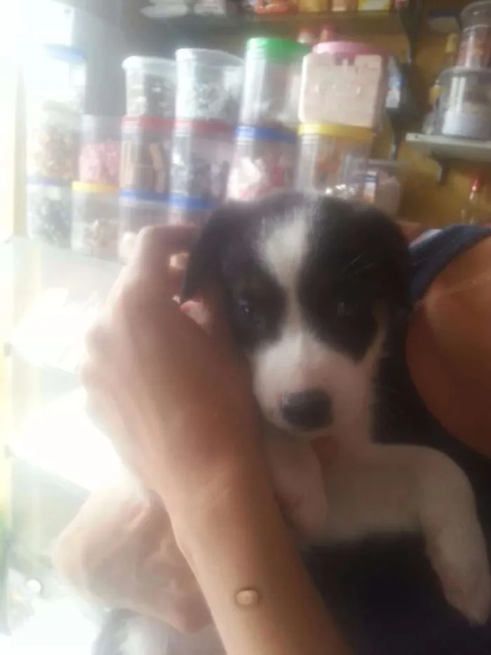 Cachorro ra a SRD idade Abaixo de 2 meses nome sem nome